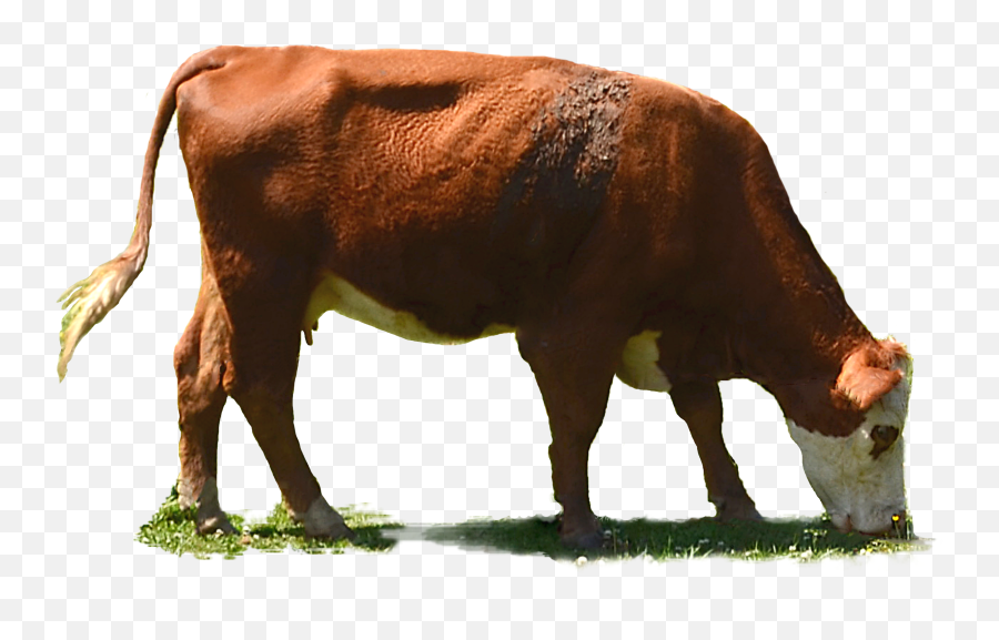 Png - Cow Eating Grass Transparent,Cow Transparent Background