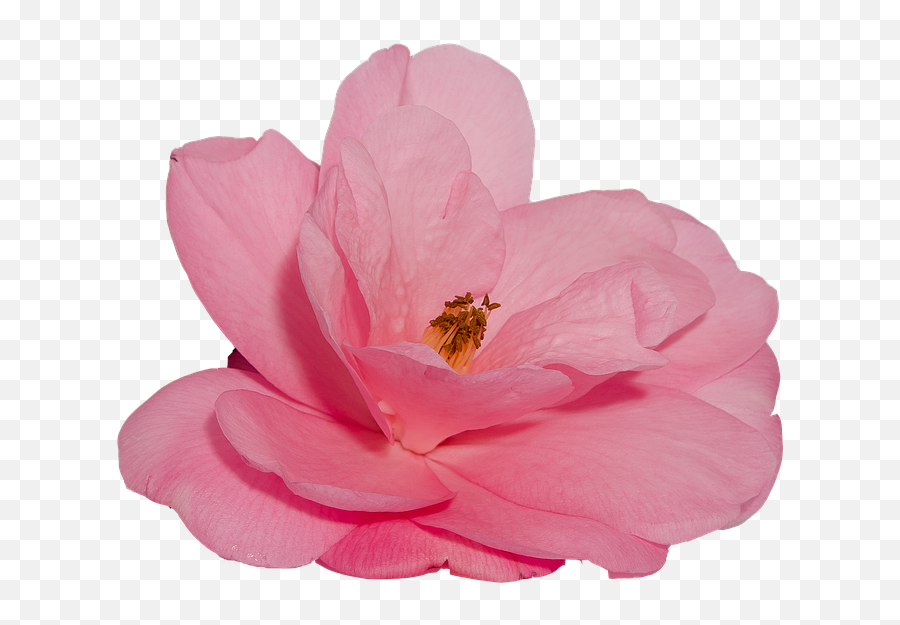 Flower Camelia Rosa - Transparent Fiori Png,Pink Flower Transparent Background