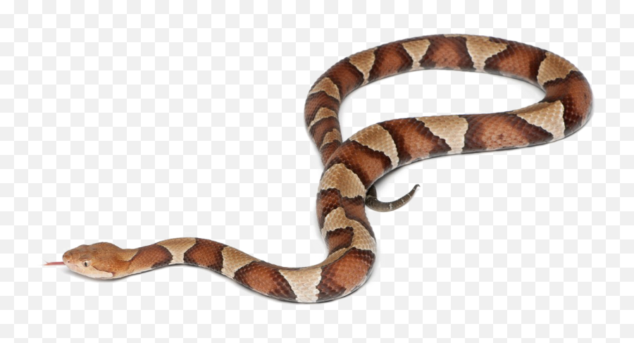 Snake Transparent Image - Snake On Transparent Background Png,Snake Transparent Background