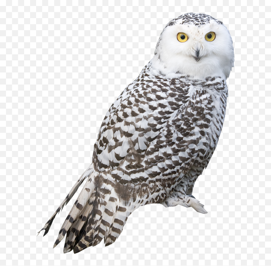 Barn Owl Png Image - Snowy Owl Png,Owl Png
