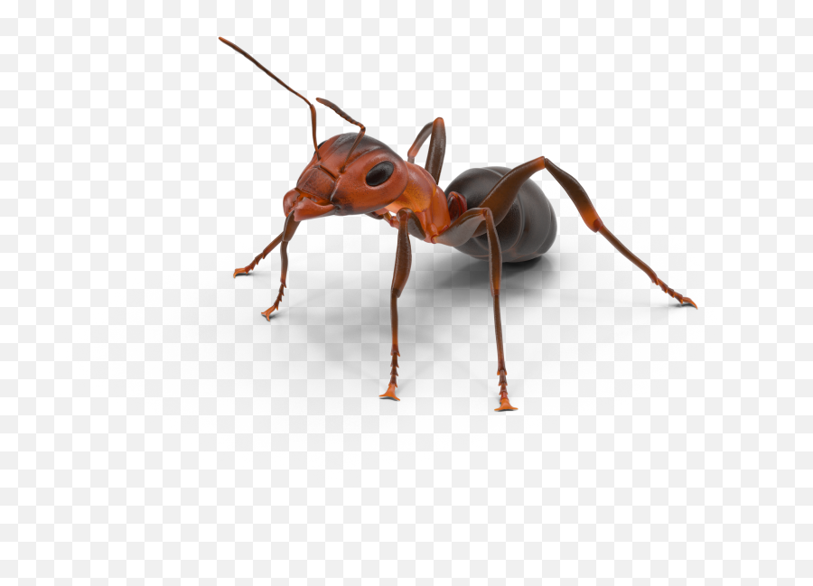 Ant Texas Insect - Ants Png Download 20482048 Free Fire Ant Png,Ants Png