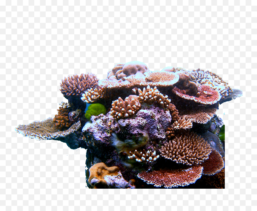 Coral Reef Triangle - Transparent Coral Reef Png,Coral Reef Png