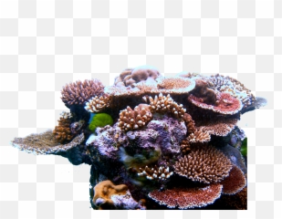Coral Reef Triangle - Transparent Png