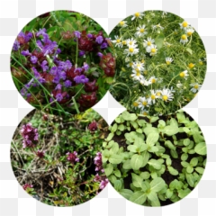 Grow An Herbal Groundcover - Periwinkle png