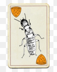 Dampwood Termite - Wayfare Pest Solutions Wayfare Pest Solutions Png,Termite Png