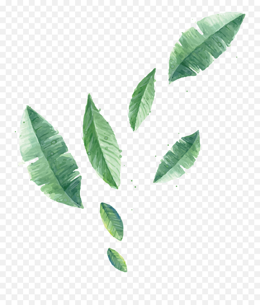 Download Hd Transparent Plant Vector With Different Leaf - Laminas De Hojas Para Imprimir Png,Plant Vector Png