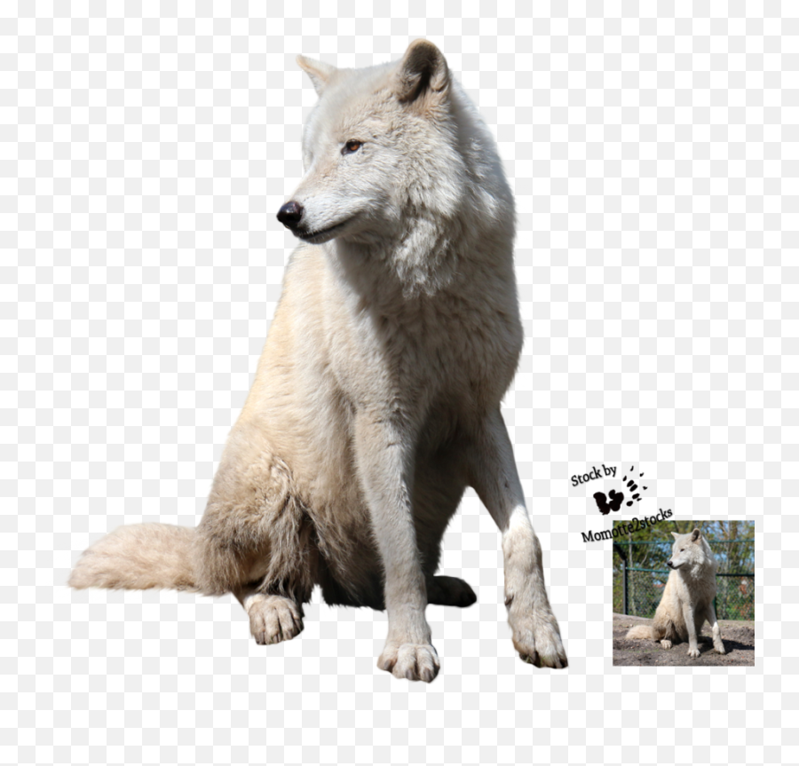 Hd Download Wolf Png Transparent Images - Wolf Png For Photoshop,White Wolf Png