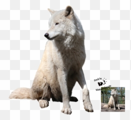 Hd Download Wolf Png Transparent Images - For Photoshop
