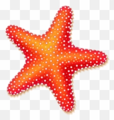 Download Starfish Clipart Best - Starfish Clipart Png,Starfish Clipart Transparent Background
