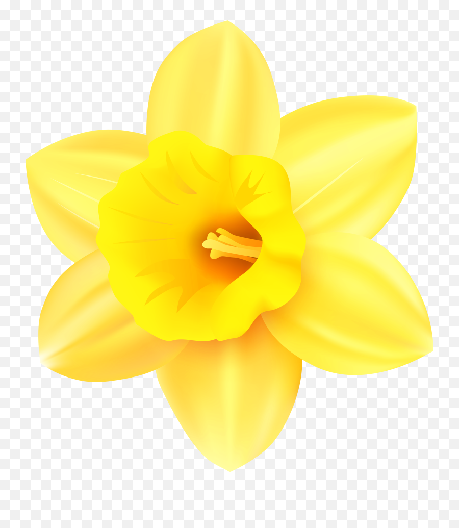 Clip Art Transparent Background - Transparent Daffodil Clipart Png,Daffodil Png