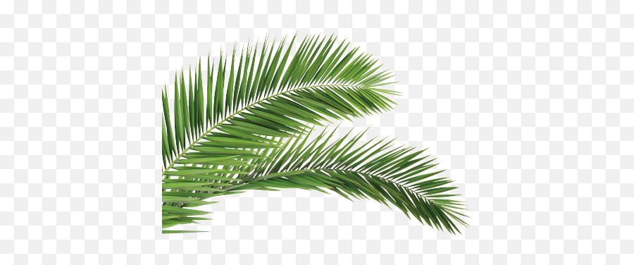 The Team Building Turnberry Ocean Club Residences - Png Clipart Tropical Leaf,Club Icon Miami Beach