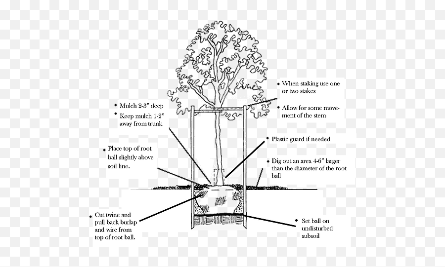 How To Plant A Tree Or Shrub - Tree Png,Tree From Above Png