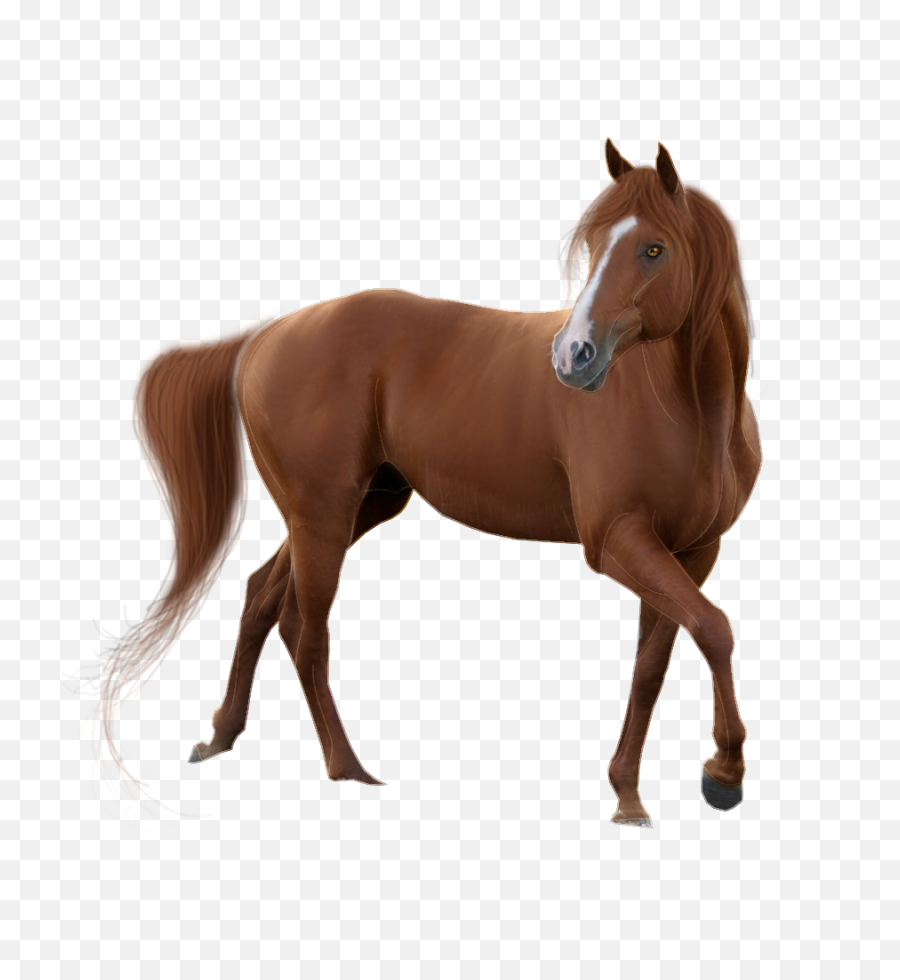 Download Horse Transparent Background - Horse Png Full Horse With White Background,White Horse Png