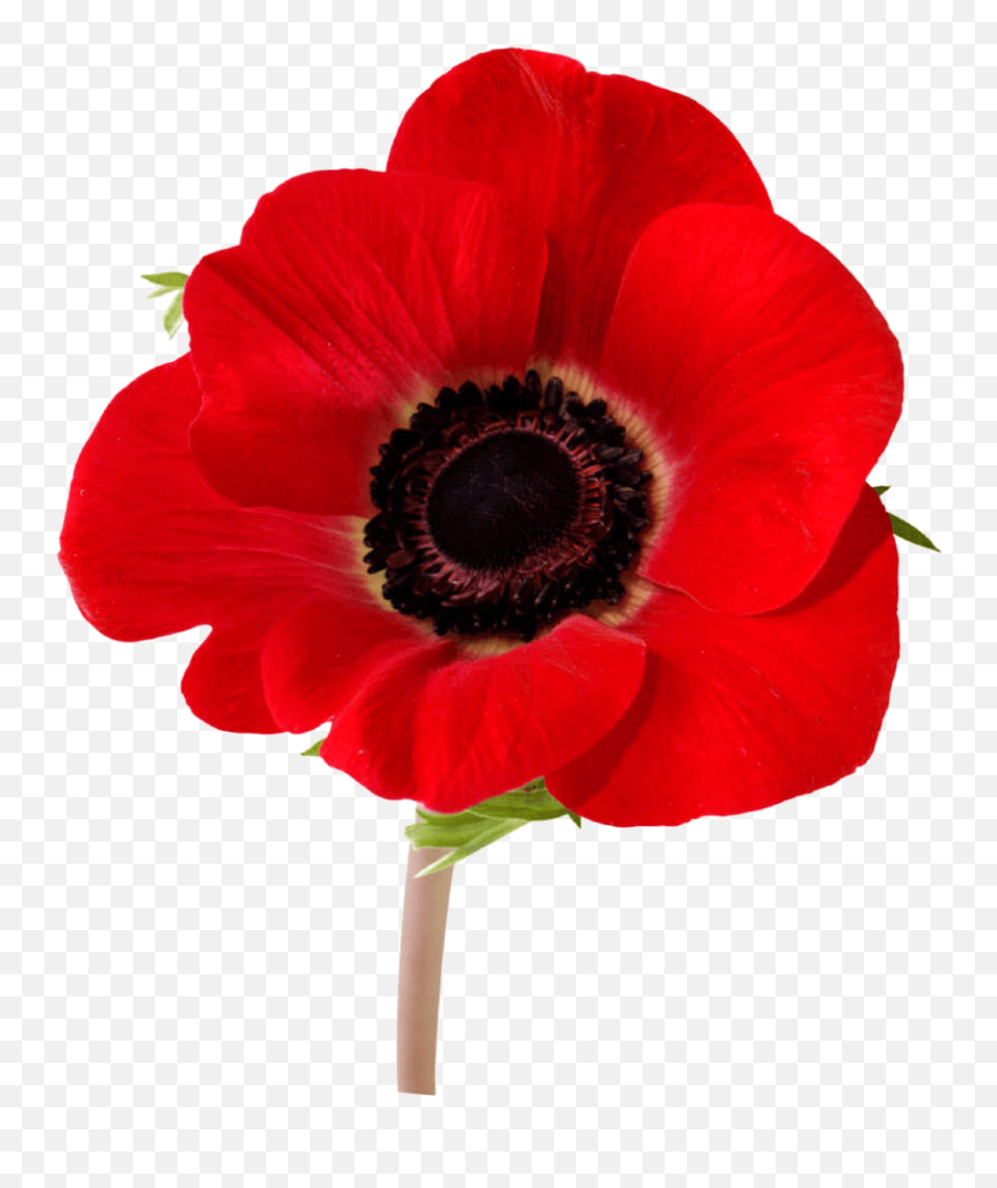 Download Free Flower Fields Flanders In Remembrance Poppy - Remembrance Day Poppy Real Png,Red Flower Icon