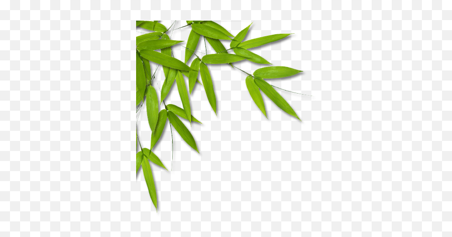 Download Bamboo Png Leaves L - Bamboo Leaves Png Clipart,Bamboo Leaves Png