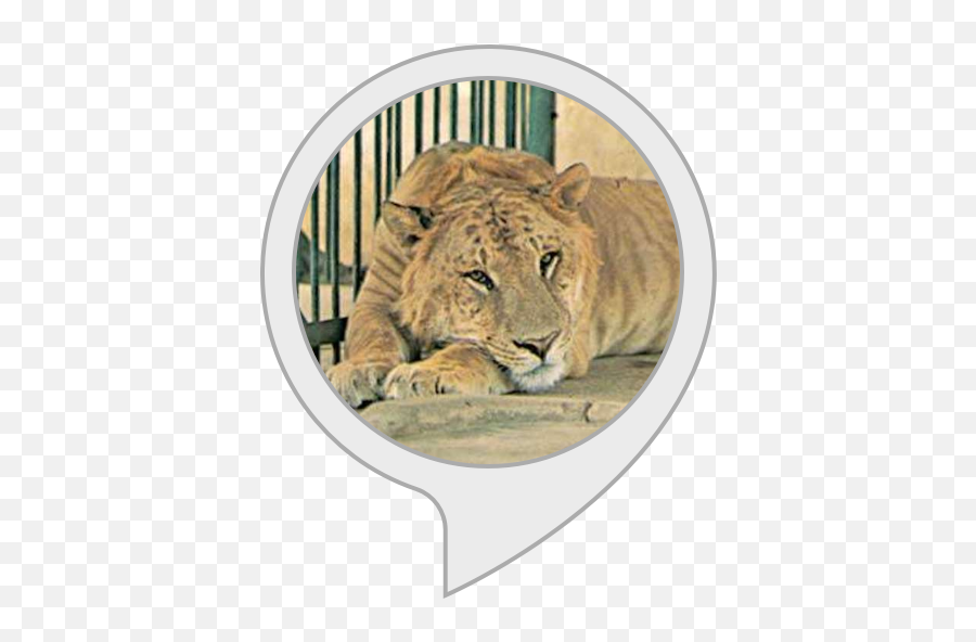 Amazoncom Liger Facts Alexa Skills Png Mountain Lion Icon