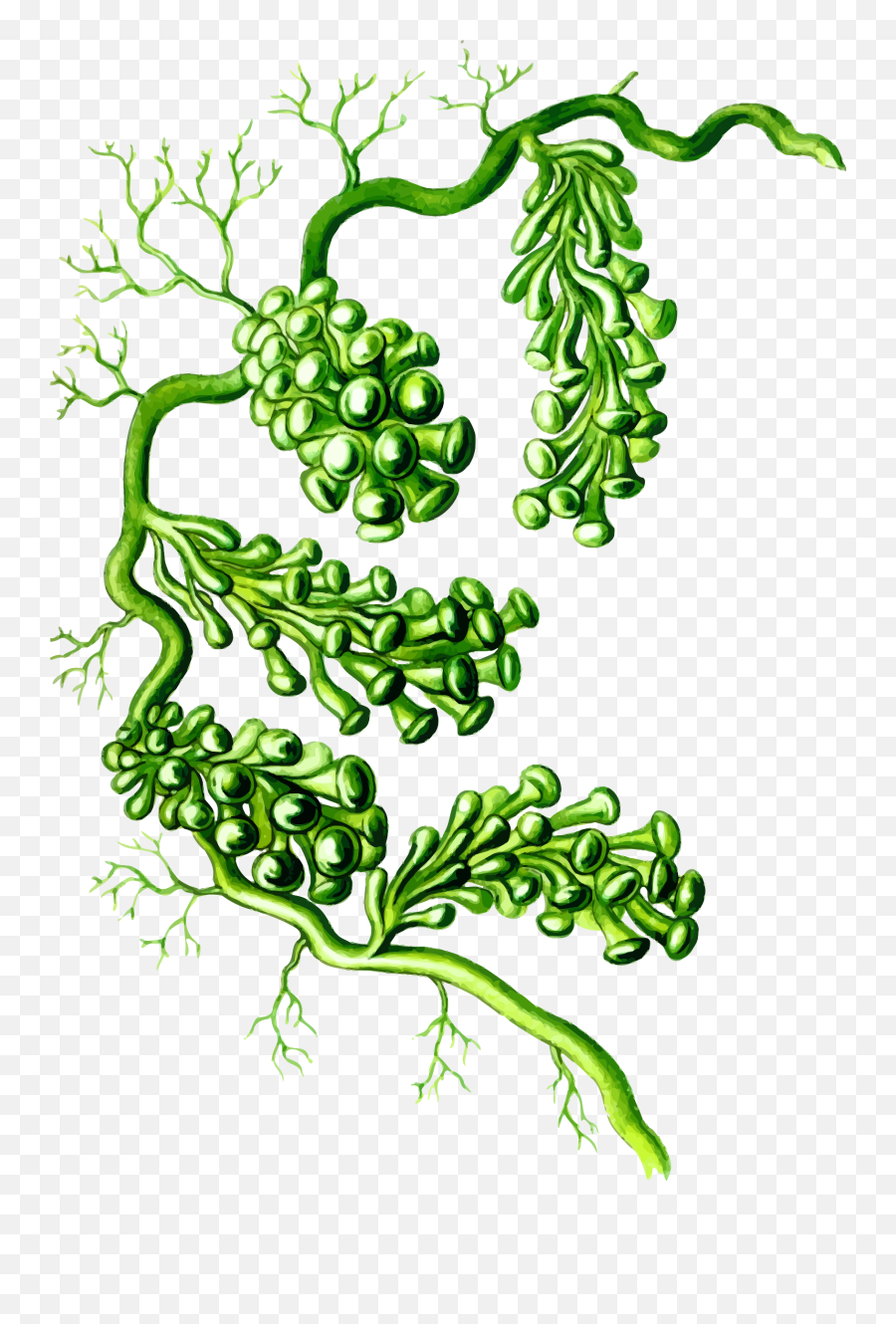 Full Backgrounds Grapes Png V29 Photo