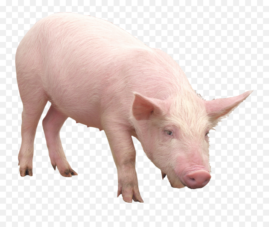 Pink Pig Png Image - Pig Png,Pig Png