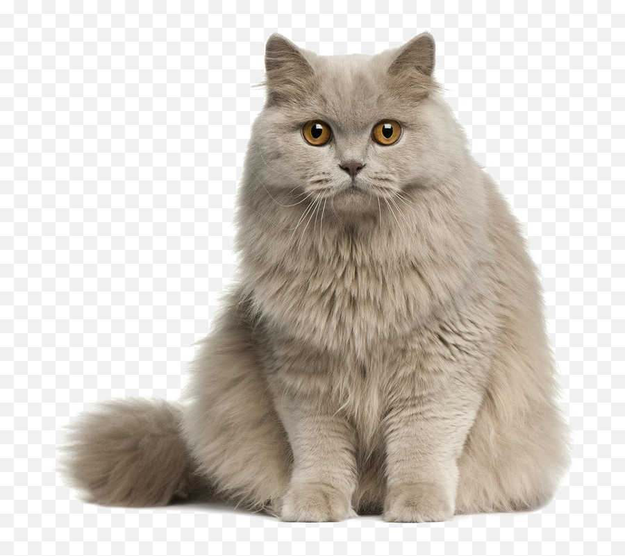 Cute Cat Transparent Image - British Longhair Cat Png,Cute Cat Png