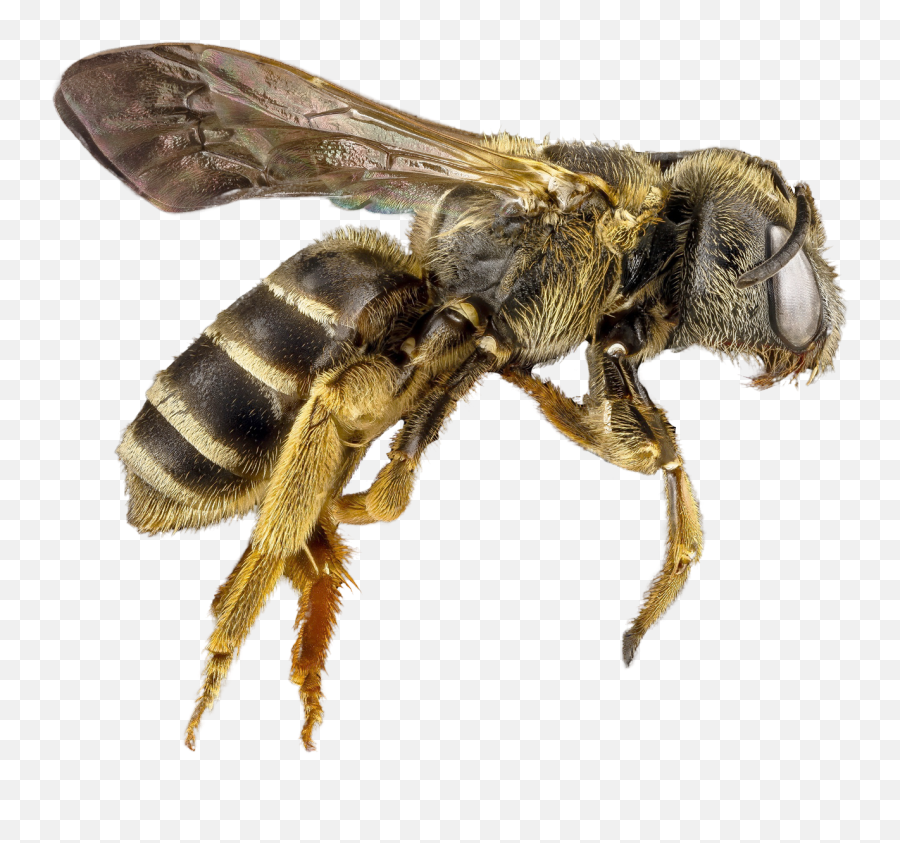 Bee Picture Png Images Download Honey - Transparent Bee,Bee Transparent Background