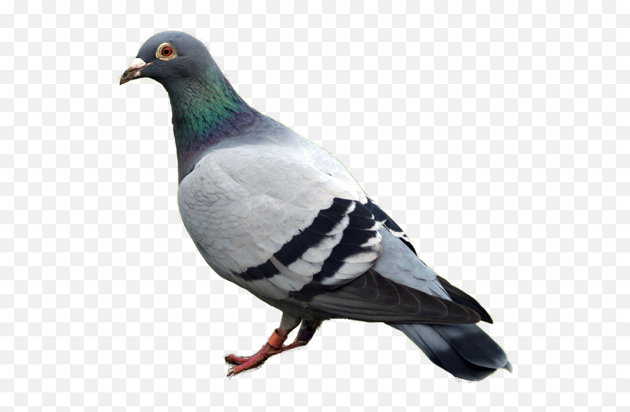 Pigeon Png Images Free - Pigeon Bird,Pigeon Png