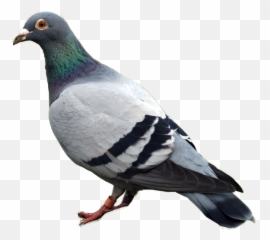 Pigeon Png Images Free - Pigeon Bird,Pigeon Png