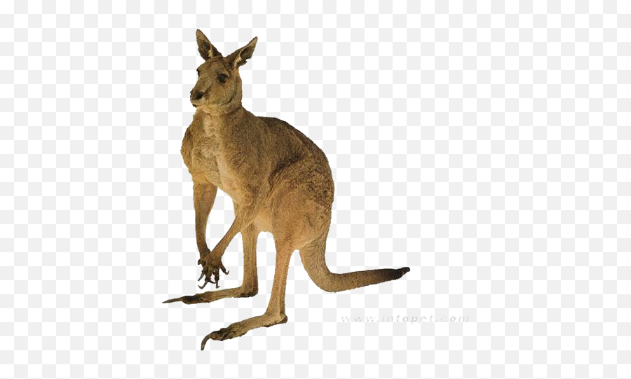 Red Kangaroo Australia Tail - Kangaroo Real Transparent Clipart Png,Kangaroo Transparent