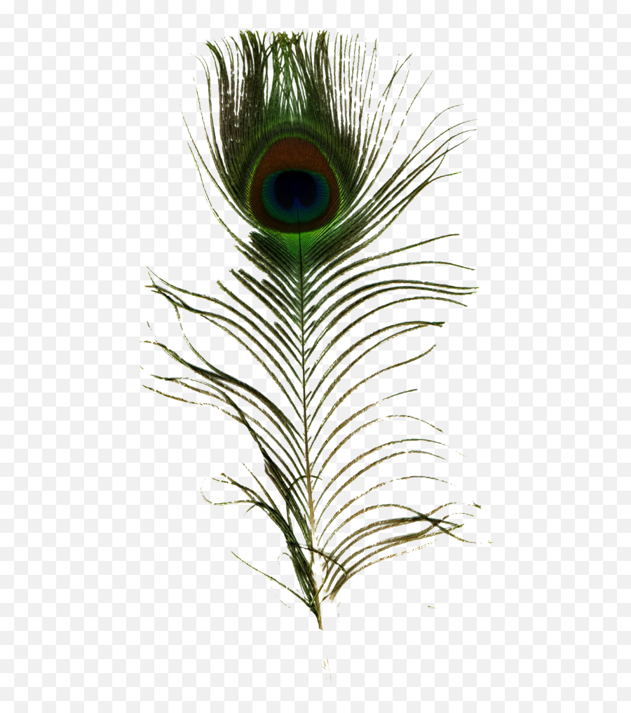 Download Single Peacock Feather Png - Peafowl Png Image With Logo Pluma De Pavo Real,Peacock Feathers Png