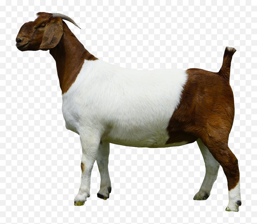 Goat Png Photos - Boer Goat Goat Png,Goat Png