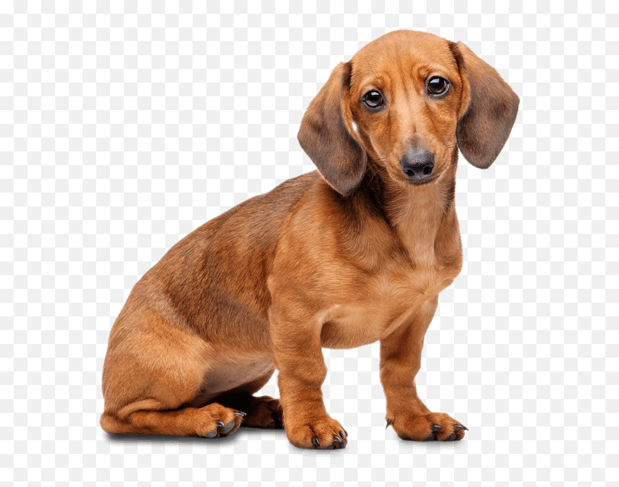 Dachshund Png - Transparent Background Dachshund Png,Dachshund Png