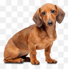 Dachshund Png - Transparent Background Dachshund Png,Dachshund Png