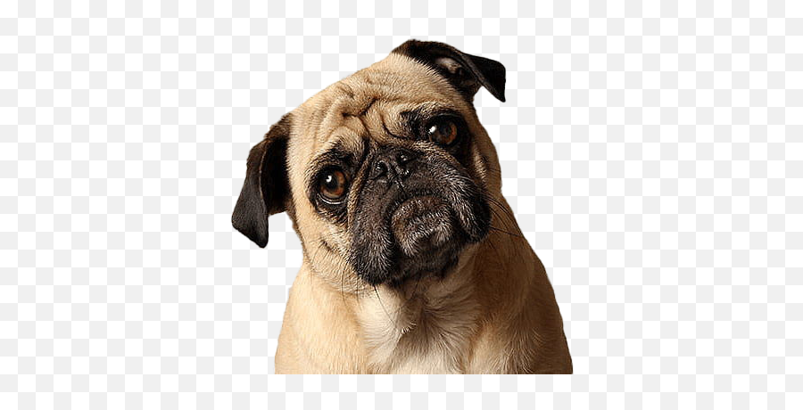 Pug Png Pic - Pug Png,Pug Png