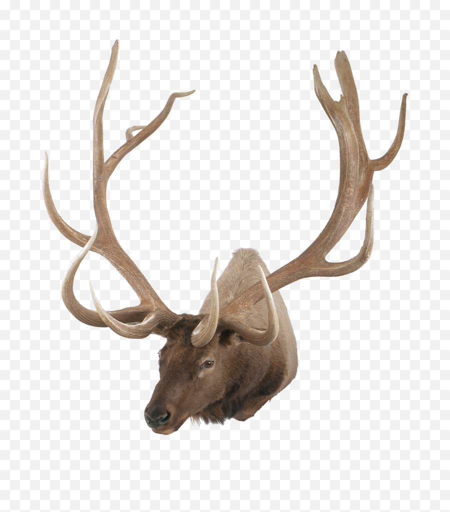 Typical American Elk Png Antler