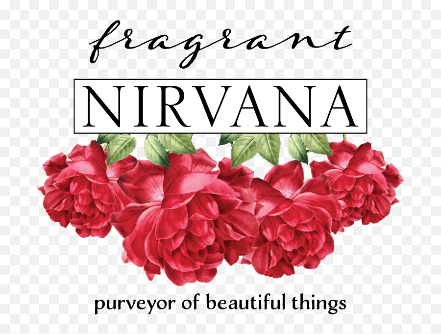 Fragrant Nirvana - Hybrid Tea Rose Png,Nirvana Logo Png