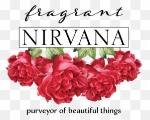 Fragrant Nirvana - Hybrid Tea Rose Png,Nirvana Logo Png