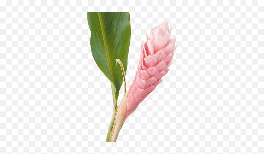 Download Cat Ginger - Ginger Flower Png Full Size Png Alpinia Purpurata Png,Ginger Png