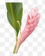 Download Cat Ginger - Ginger Flower Png Full Size Png Alpinia Purpurata Png,Ginger Png