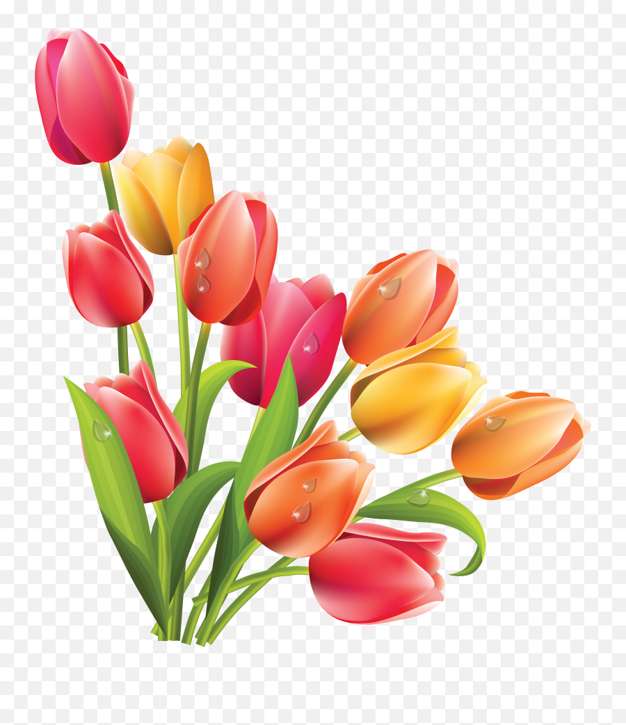 Bucket Flower - Tulip Clipart Png,Spring Flowers Png