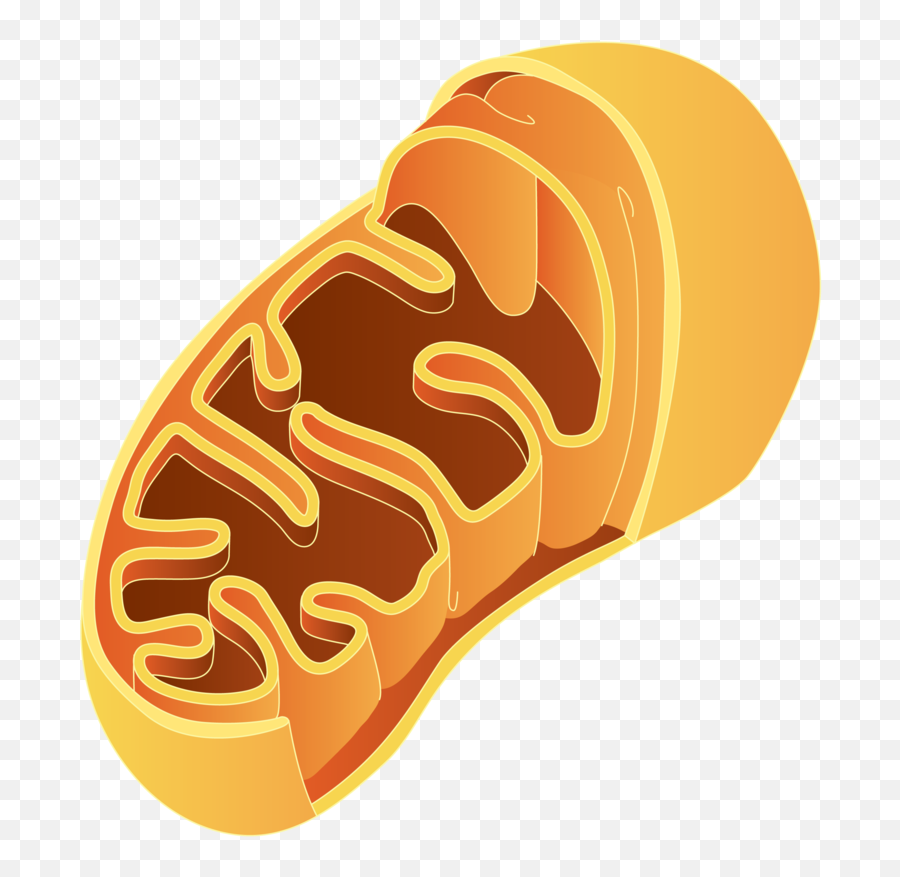 800 X 823 31 - Mitochondrion Png,Mitochondria Png