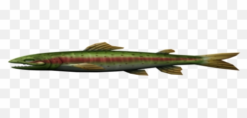Download Hd Zip Archive - Trout Transparent Png Coastal Cutthroat Trout,Trout Png