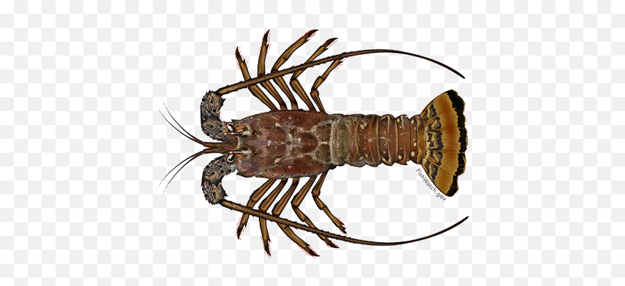 Caribbean Spiny Lobster Noaa Fisheries - Puerto Rican Lobster Png,Lobster Png