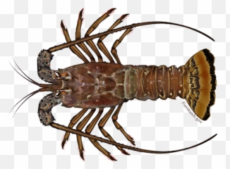 Caribbean Spiny Lobster Noaa Fisheries - Puerto Rican Lobster Png,Lobster Png