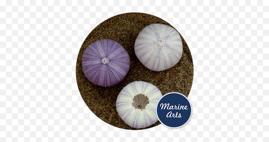 Sea Urchin - White Lilac Marine Arts Wholesale Shells Clan Del Can Dvd Png,Sea Urchin Png