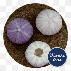 Sea Urchin - White Lilac Marine Arts Wholesale Shells Clan Del Can Dvd Png,Sea Urchin Png