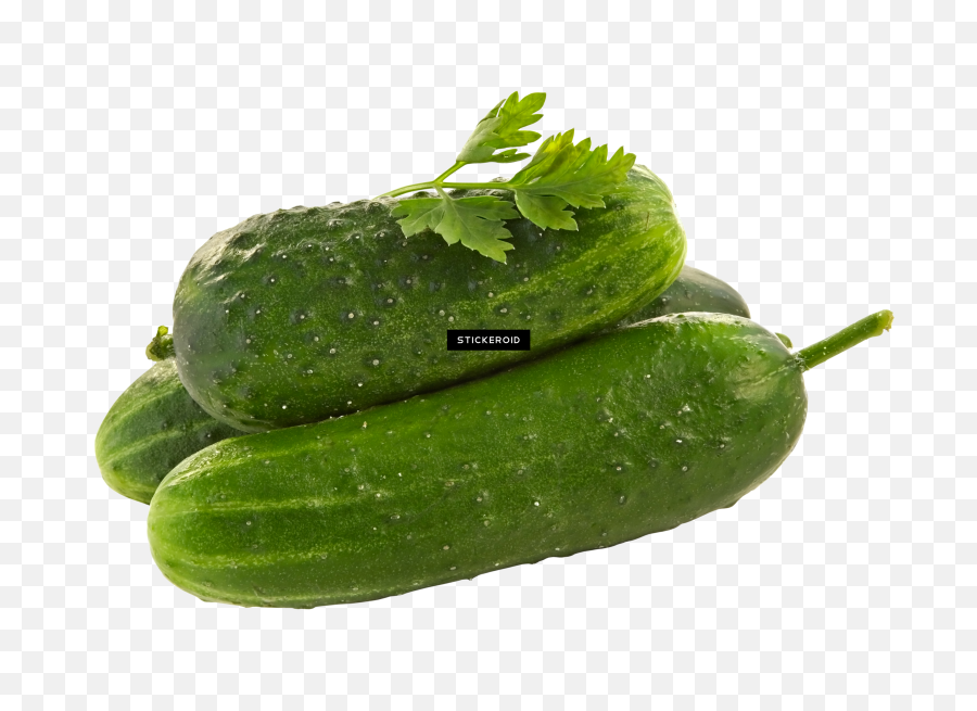 Download Cucumber Png Image With No Background - Pngkeycom Cucumber,Cucumber Png