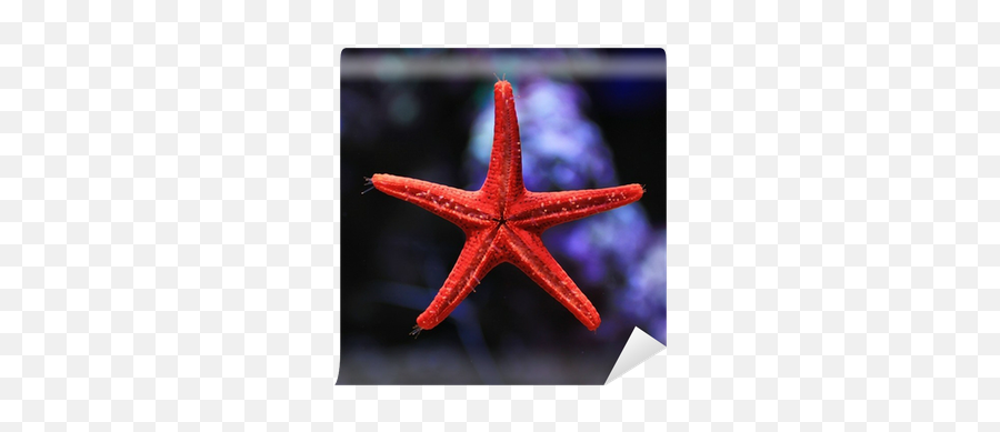 Red Star Fish Wall Mural U2022 Pixers - We Live To Change Starfish Png,Star Fish Png