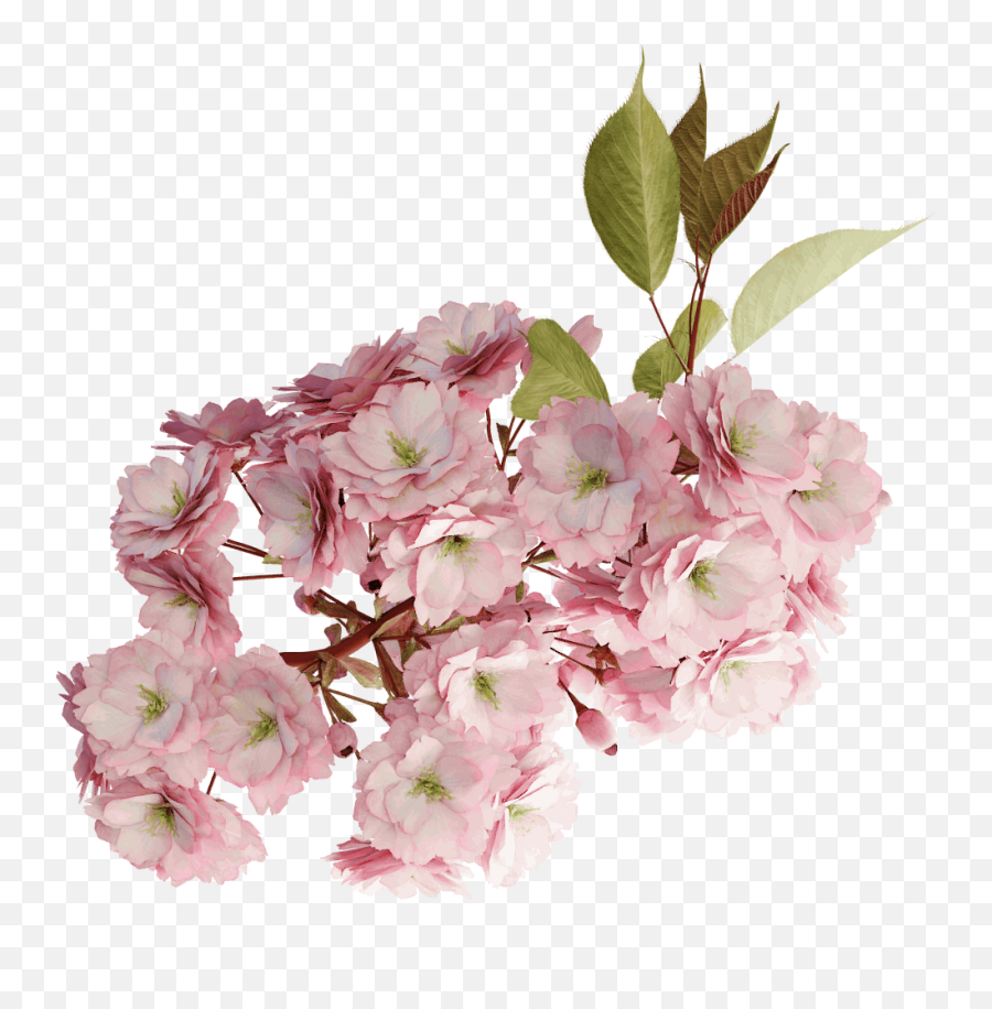 Japanese Cherry - Mountain Laurel Flowers Transparent Png,Japanese Flower Png