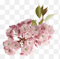 Japanese Cherry - Mountain Laurel Flowers Transparent png
