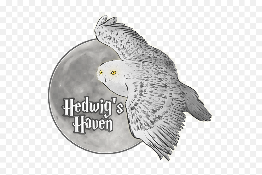 Home - Snowy Owl Png,Hedwig Png