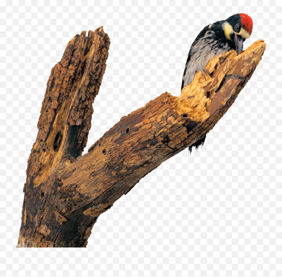 Download Woodpecker Png - Woodpeckers,Woodpecker Png